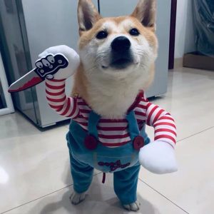 Dog Funny Clothes