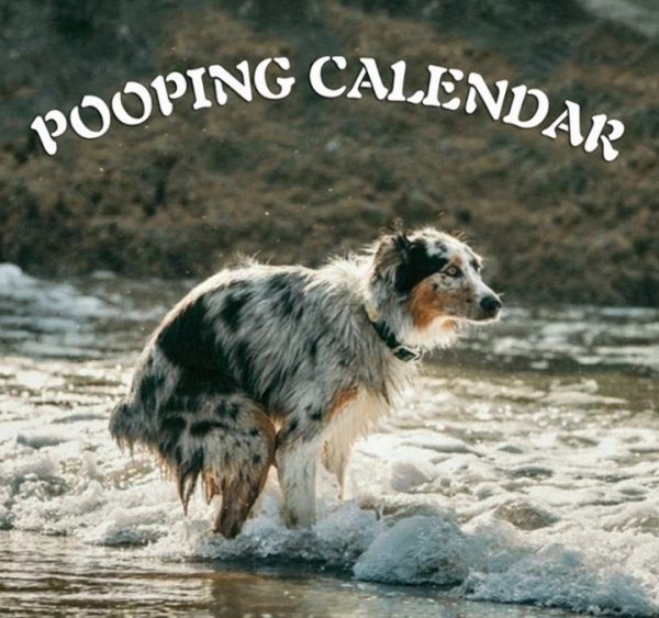 2021 Pooping Pooches Dog Calendar 3